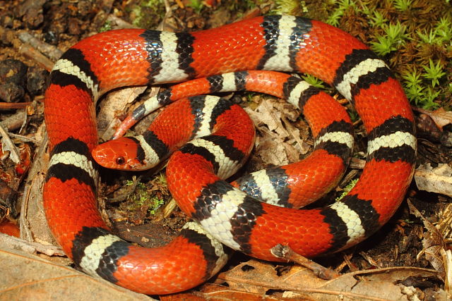 Female Scarlet Kingsnake From Trigg County, KY 2015.