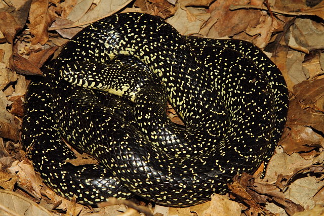 Fulton County Speckled Kingsnake 2015.