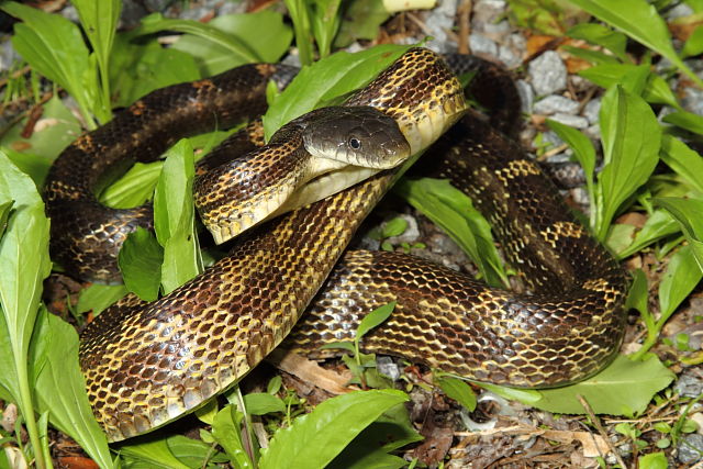 Rat Snake From Hickman County, KY 2015.