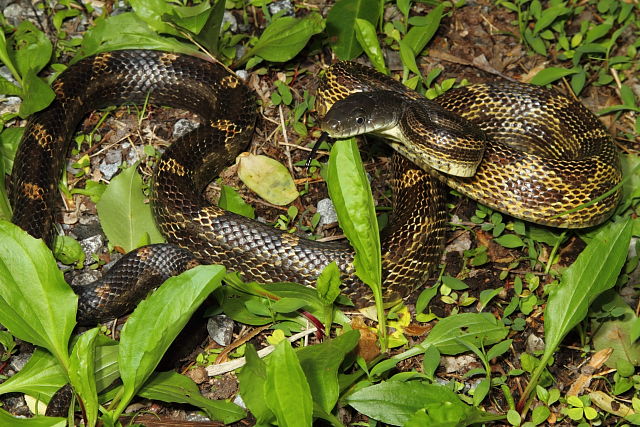 Rat Snake From Hickman County, KY 2015.