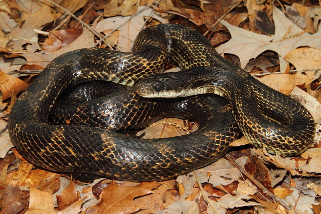 Rat Snake From Graves County, KY 2015.