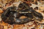 Rat Snake From Graves County, KY 2015.