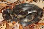 Rat Snake From Graves County, KY 2015.