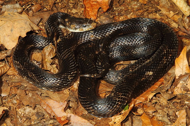 In-Situ Calloway County, KY Rat Snake.