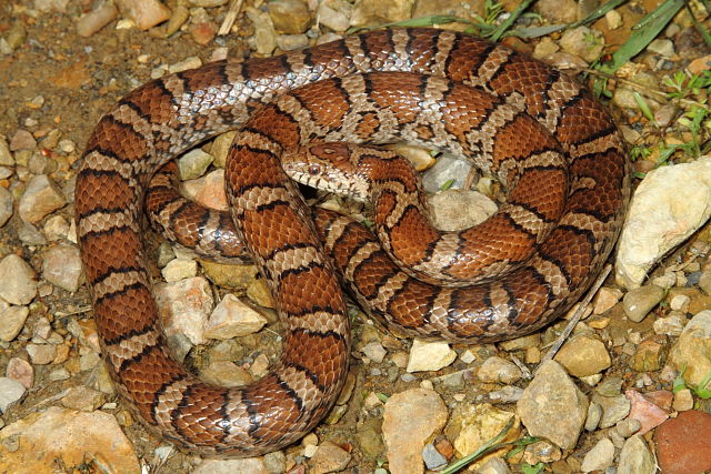 Milk Snake From Casey County 2015.