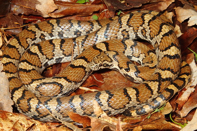 Meade County Milk Snake 2015.