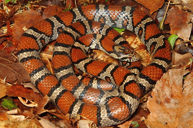 Meade County Milk Snake 2015.