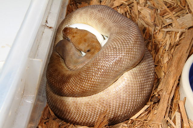 Female Incubating Clutch 27 April 2015. This Mom Is Going To Incubate Full-Term.