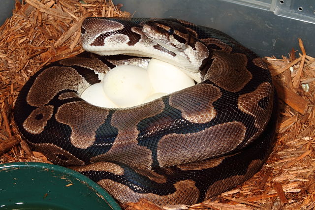 Ball Clutch #1415 Laid 30 April 2015. Banded Albino X Banded Het Albino PH SNOW. Paradox Line.