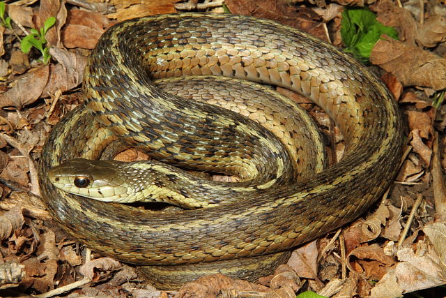 Eastern Garter From Bourbon County 2015.