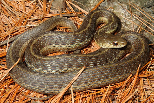 Eastern Garter From Scott County 2015.