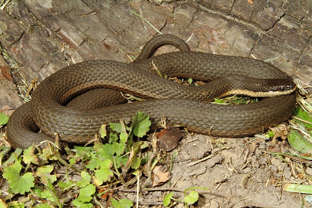 Queen Snake From Jefferson County, KY 2015.