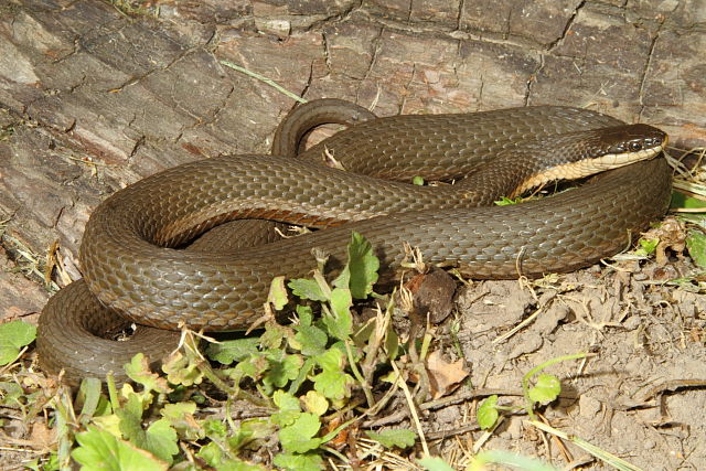 Queen Snake From Jefferson County, KY 2015.