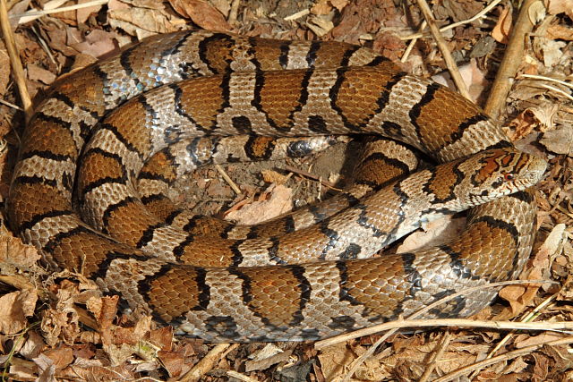 Eastern Milk Snake From Bourbon County, KY 2015.