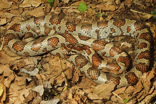 Eastern Milk Snake From Bourbon County, KY 2015.