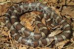 Eastern Milk Snake From Clark County, KY 2015.