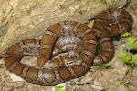 Eastern Milk Snake From Harrison County, KY 2015.