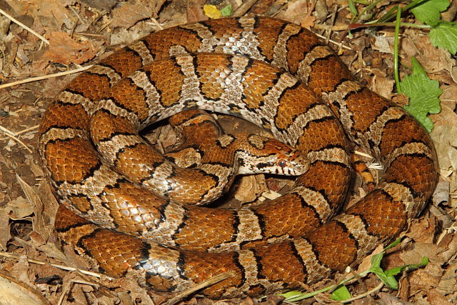 Eastern Milk Snake From Harrison County, KY 2015.