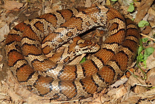 Eastern Milk Snake From Harrison County, KY 2015.