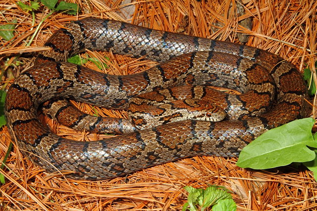 Eastern Milk Snake From Scott County, KY 2015.