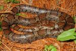 Eastern Milk Snake From Scott County, KY 2015.