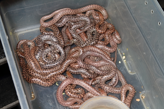 2015 Childrens Python Clutch #1 Hatched 7 May.