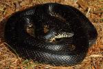 Male Black Kingsnake Edmonson County, KY 2015.