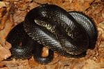 Black Kingsnake Edmonson County, KY 2015.