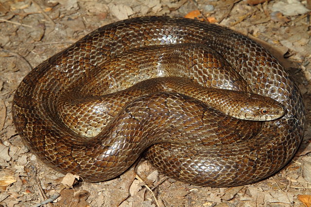 Prairie Kingsnake From Edmonson County, KY 2015.