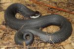 Eastern Hognose Snake Edmonson County, KY 2015.