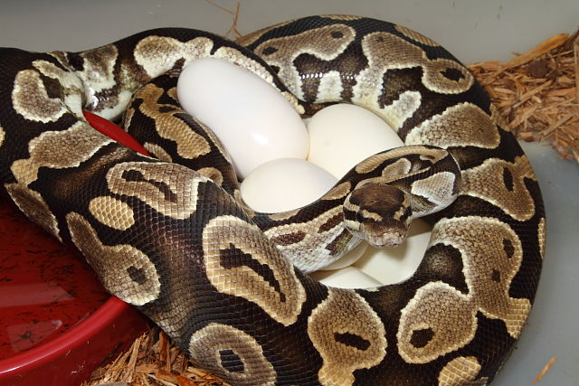 Ball Python Clutch #15BPC16 Coral Glow Het Pied X Het Pied Laid 16 May 2015.