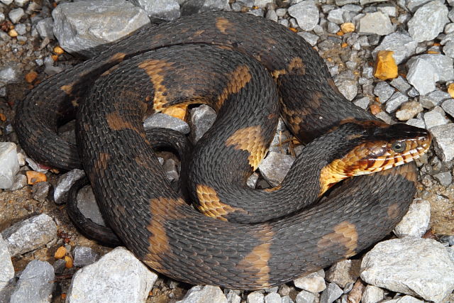 Broad Banded Water Snake Fulton County, KY 2015.