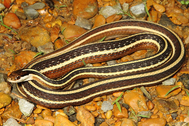 Eastern Ribbon Snake Graves County, KY 2015.