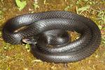 Black Racer From Harlan County, KY 2015.