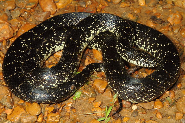 Carlisle County Kingsnake 2015.