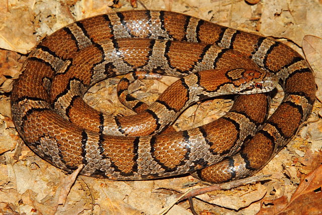 Female Eastern From Casey County, KY 2015.