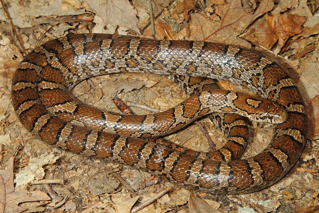 Male Eastern From Casey County, KY 2015.