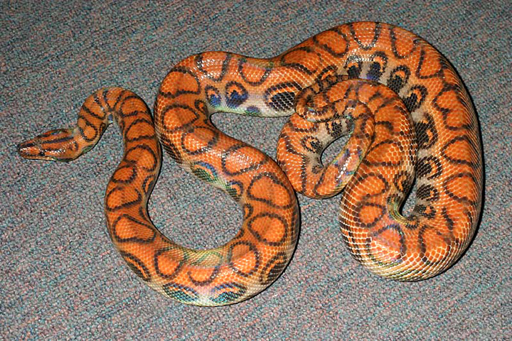 Breeder Female.