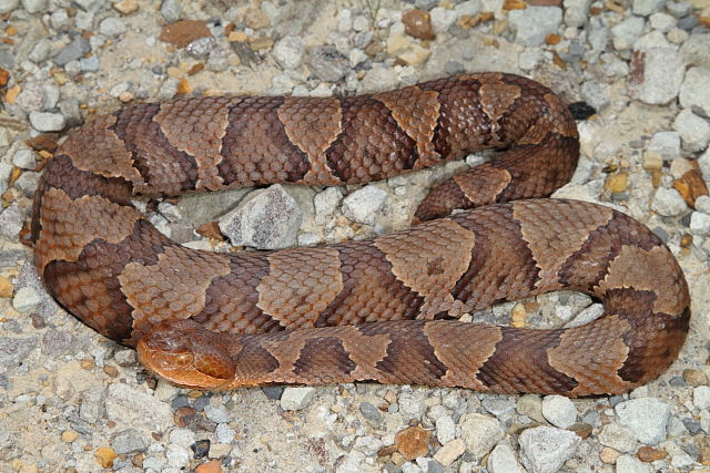 Copperhead From Bell County, KY 2015.