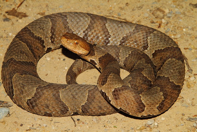 Copperhead From Bell County, KY 2015.