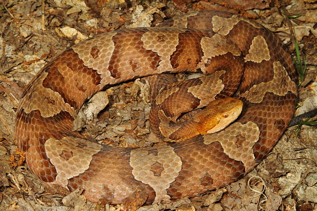 Copperhead From Casey County, KY 2015.