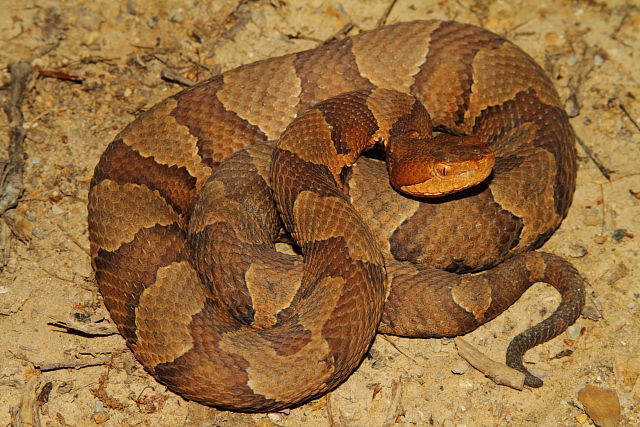 Copperhead From Harlan County, KY 2015.