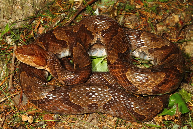 Copperhead From Harlan County, KY 2015.