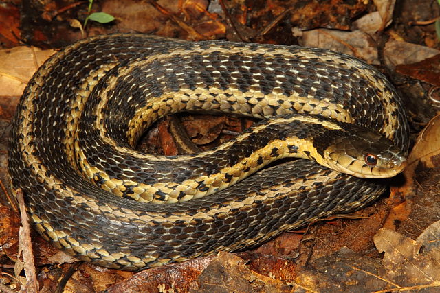 Gravid Eastern Garter Snake Meade County, KY 2015.