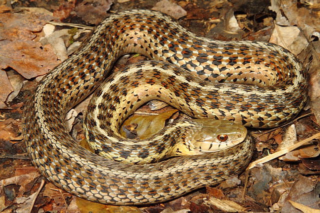 Gravid Eastern Garter Snake Meade County, KY 2015.