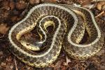 Gravid Eastern Garter Snake Meade County, KY 2015.