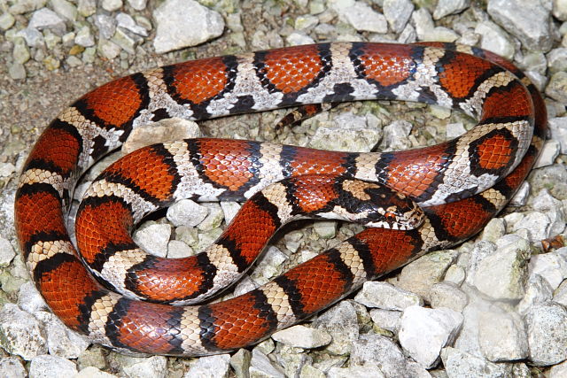 Female Milk Snake From Jefferson County, KY 2015.