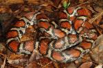 Milk Snake Meade County, KY 2015.