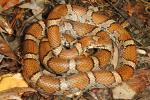 Milk Snake Meade County, KY 2015.