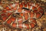 Milk Snake Meade County, KY 2015.